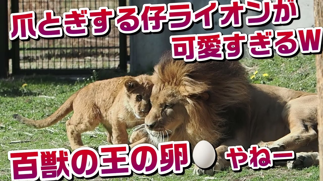 爪とぎする仔ライオンが可愛い好きるW【百獣の王の卵やね😋】 #のんほいパーク #三つ子 #ライオン #アース #旭山動物園 #桐生が岡動物園 #安佐動物園 #lion #爪とぎ  #茶臼山動物園
