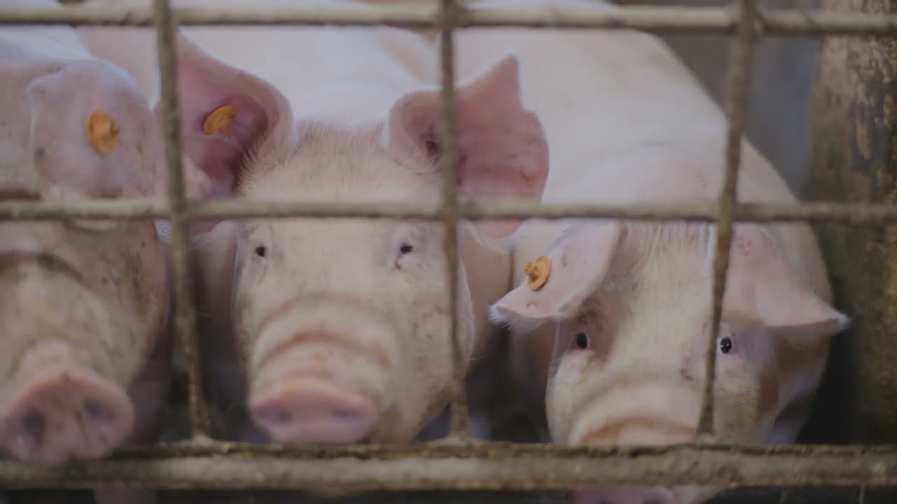 AGRO INFO | 06.10.2025 | TV Republika