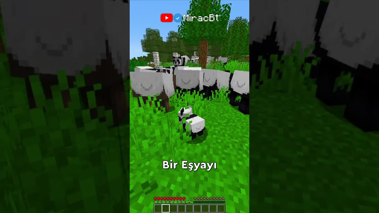 Minecraft'taki Pandaların Gizli &Ouml;zelliği?! 🐼