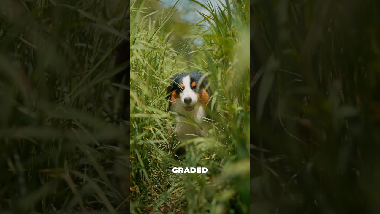 Sony FX3 color grade before and after 😍