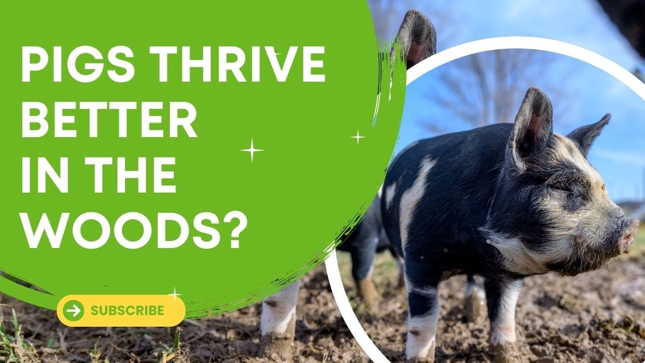 Why Raise Pigs in the Woods? (The Surprising Benefits!)
