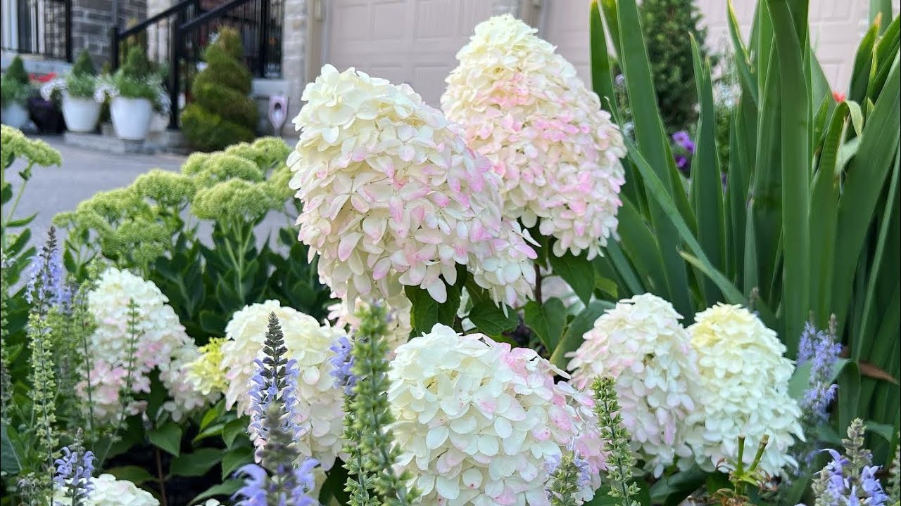 Quick Fire Fab Panicle Hydrangea - Recap of 2022 Season