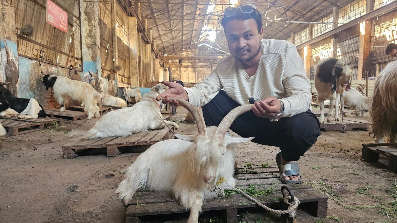 EMI pe milega full size kota Zaisha Goat Farm Ke Exotics (Part 3) || Al Mehtab Goat Farm