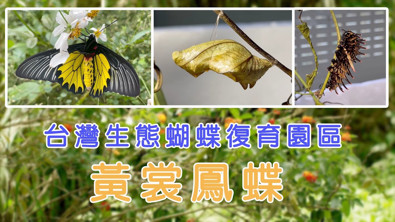 【南投埔里】黃裳鳳蝶--蝴蝶爺爺台灣生態蝴蝶復育園區| 環境保護| 美麗心台灣(450) #美麗心台灣 #黃裳鳳蝶 #馬纓丹 #鳥翼蝶 #馬兜鈴 #縊蛹 #帶蛹 #擬態 #保育類 #蝴蝶復育 #謝睿強