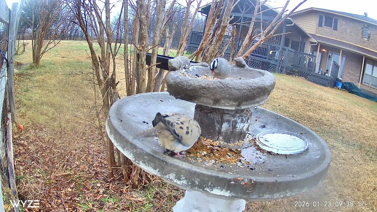 Feeding the backyard birds before the winter storm came. 