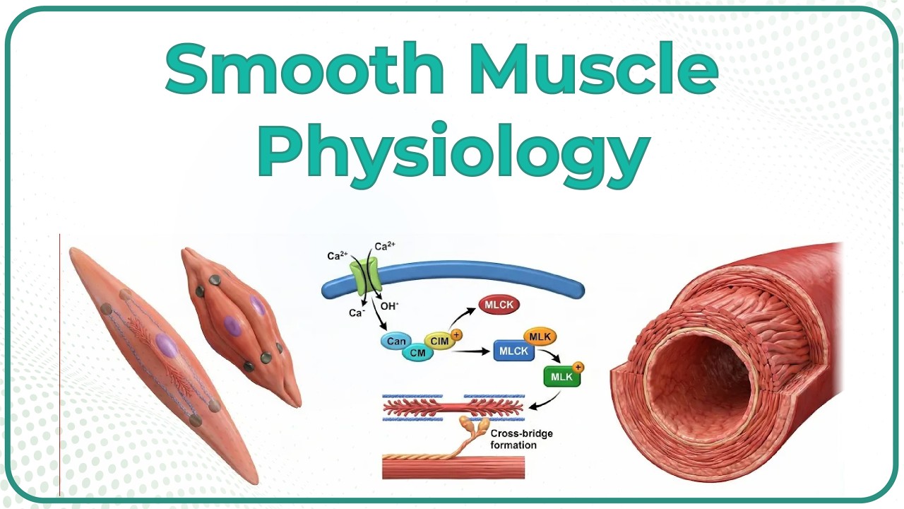 Smooth Muscle Physiology (Animation) / USMLE
