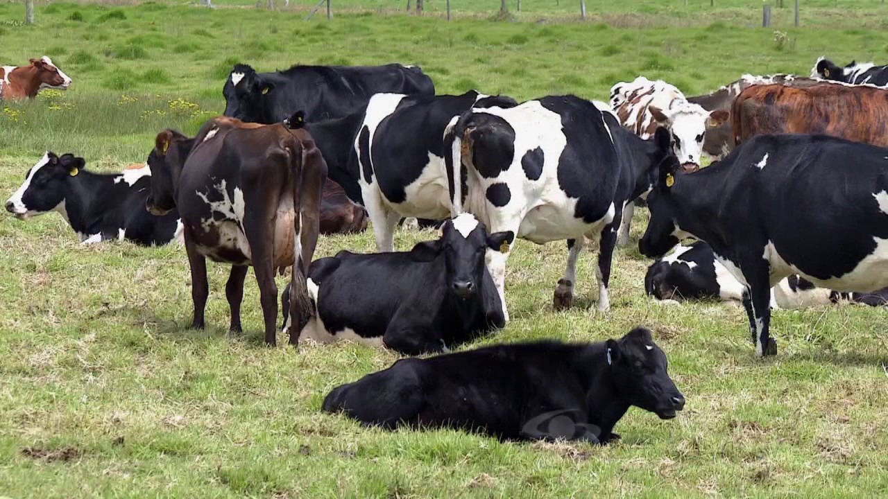 Ayrshire vs. holstein | La Finca de Hoy