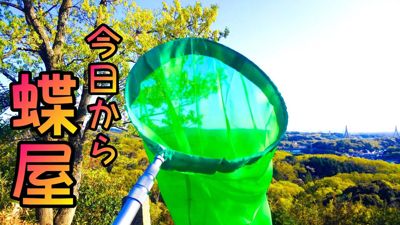 今日から蝶屋！綺麗な蝶を次々ゲット！【ちょー初心者の蝶採集記】【昆虫採集】
