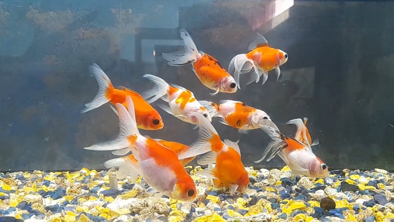Comprando peces para nuestra pecera . 🐠🐡🐟