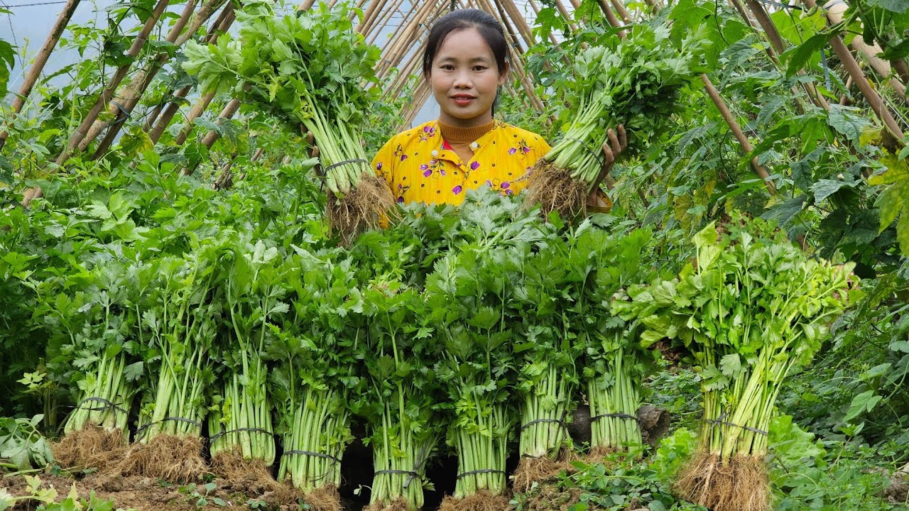 Harvesting celery for sale - Pick bamboo shoots to make stuffed bamboo shoots l Lý Thị Sai