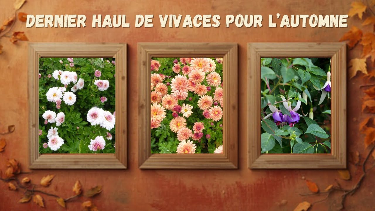 Derniers achats de vivaces pour 2025 et installation au jardin