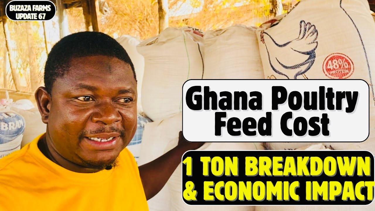 Ghana Poultry Feed Cost: 1 Ton Breakdown & Economic Impact