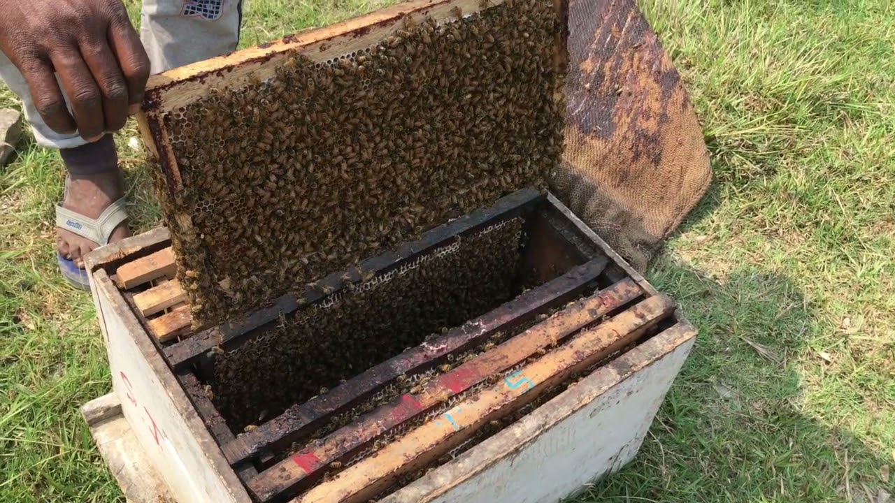 Beekeeping in India