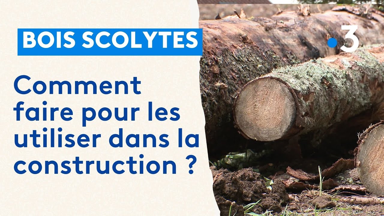 Scolytes dans les for&ecirc;ts du Doubs : agir vite pour utiliser le bois dans des constructions