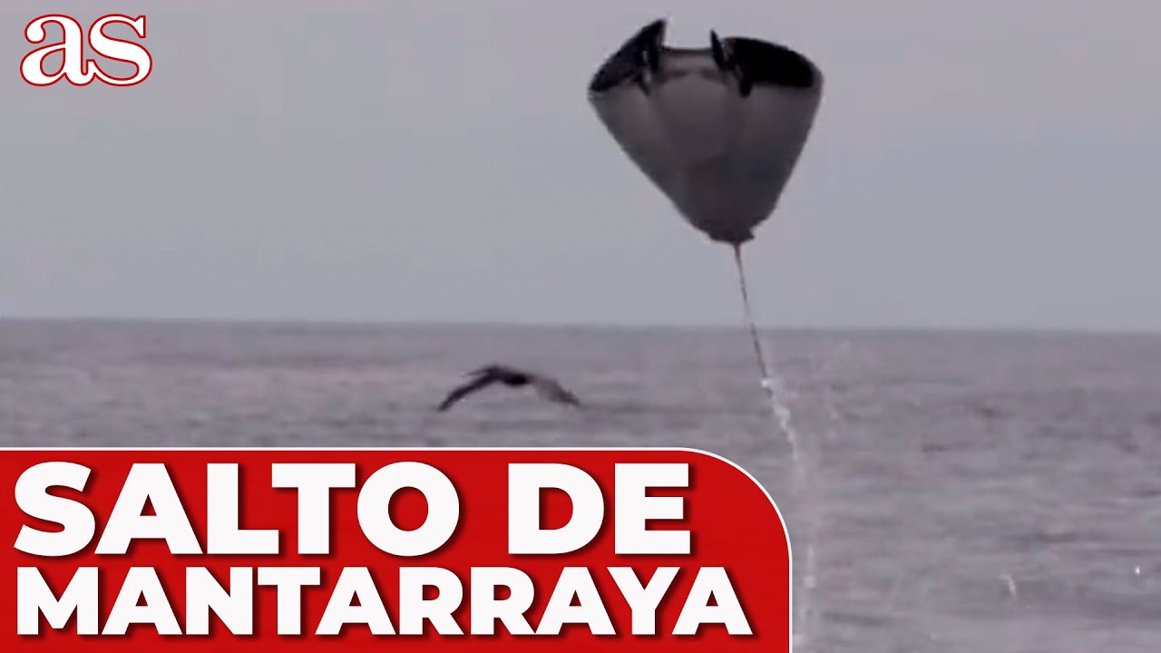 El ESPECTACULAR SALTO de una MANTARRAYA sobre la SUPERFICIE del MAR a C&Aacute;MARA LENTA | VIRALES | AS