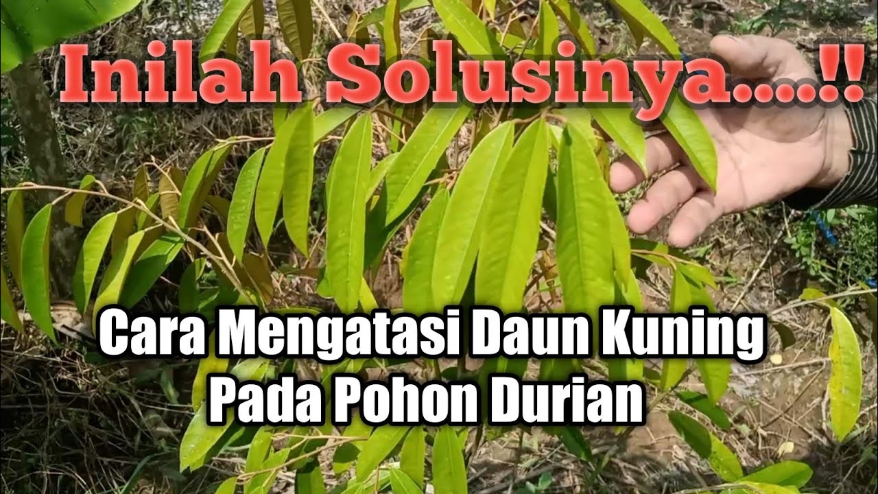 CARA MENGATASI DAUN KUNING PADA POHON DURIAN BARU TANAM #durian