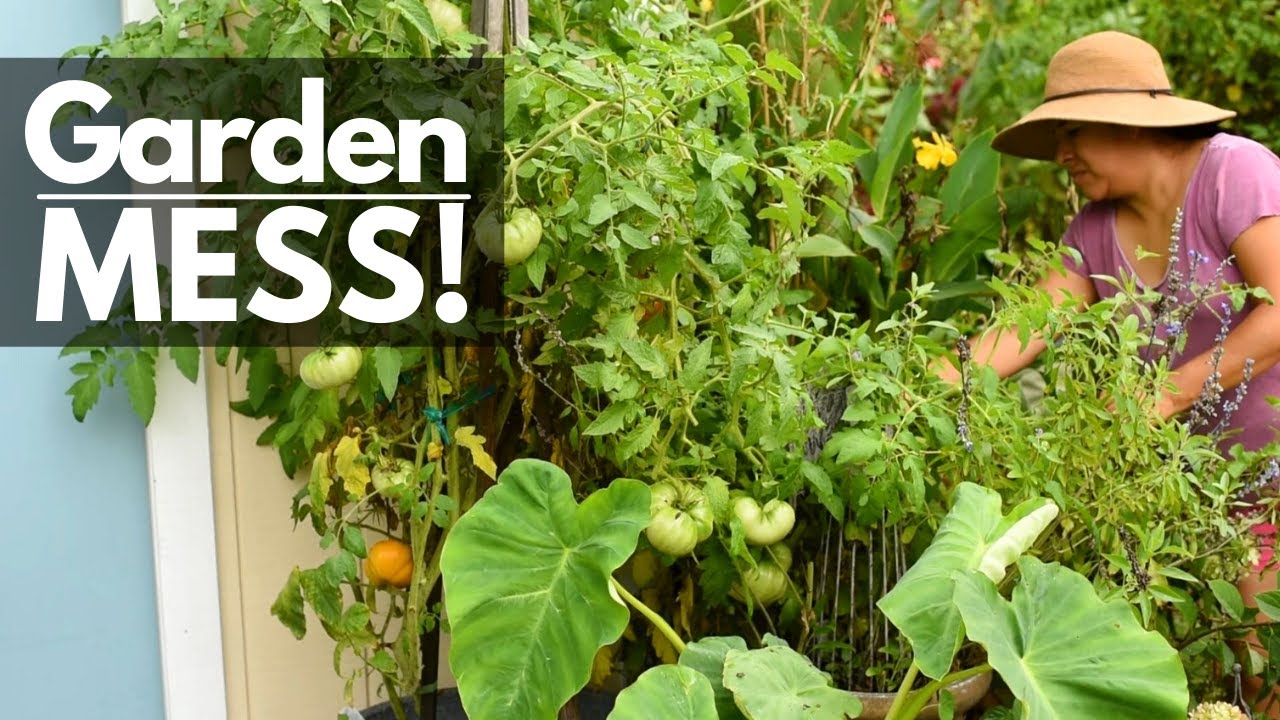 VEGETABLE GARDEN out of Control! 🦖🍅 Invasive tomatoes!