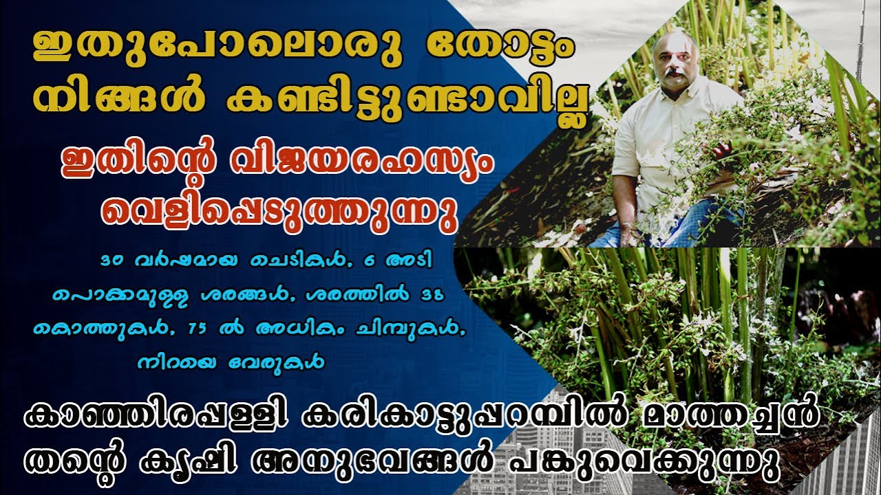wonder cardamom. ഇതുപോലൊരു തോട്ടം നിങ്ങൾ കണ്ടിട്ടുണ്ടാവില്ല . 30 വർഷമായ ചെടികൾ, നിറയെ വേരുകൾ