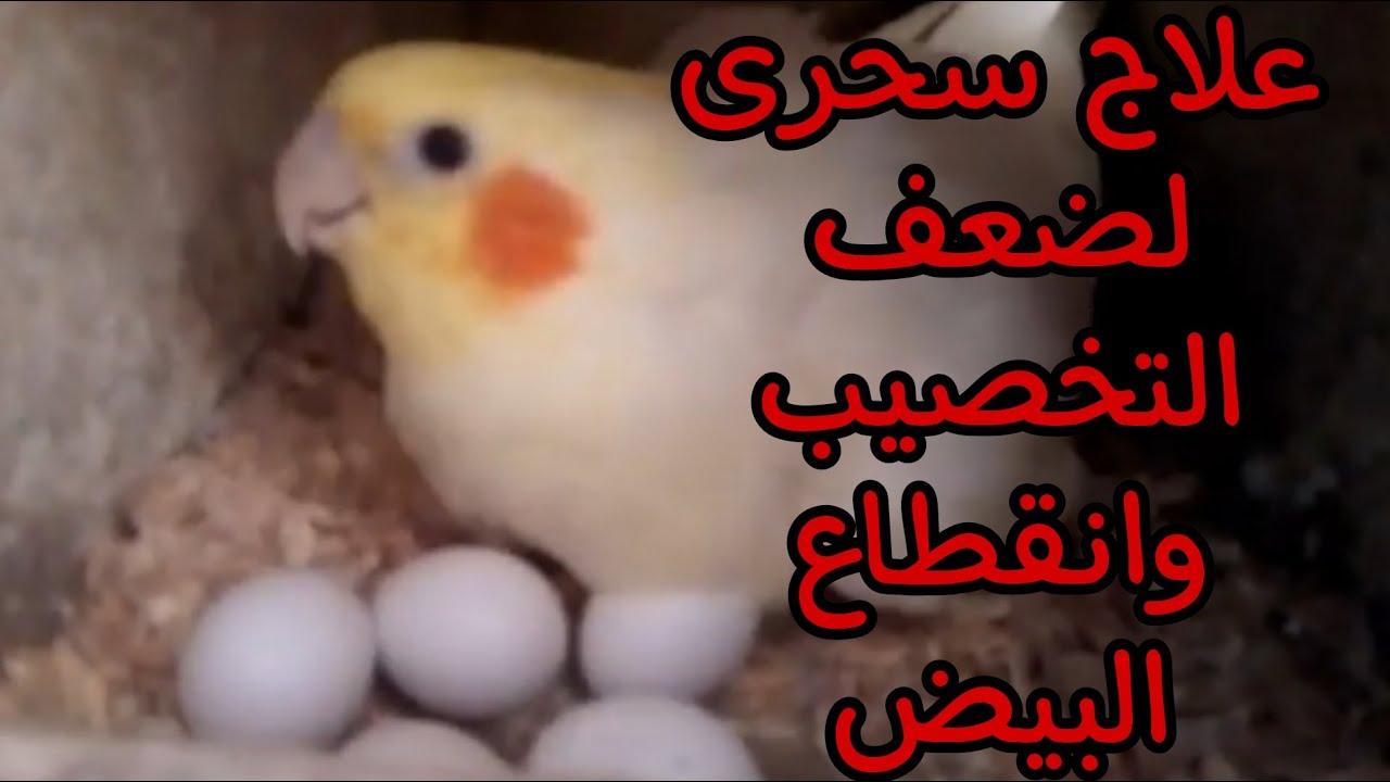 علاج سحرى حل مشكلة ضعف التخصيب وقلة البيض لطيور الزينة ولزيادة إنتاج العصافير ❗️💪