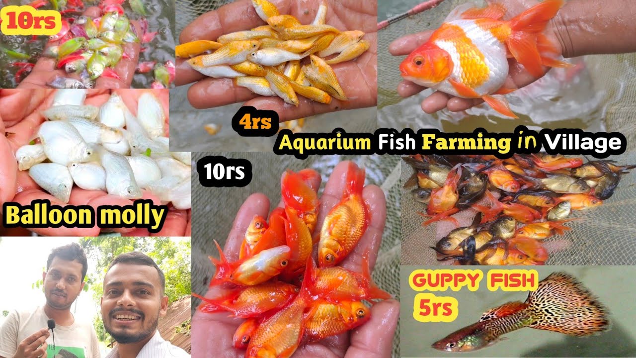 Guppy, Ballon molly, Mixed molly & Goldfishes Price | Balai da ka fish farm
