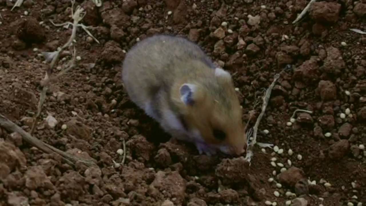 Goldhamster in Syrien 2010