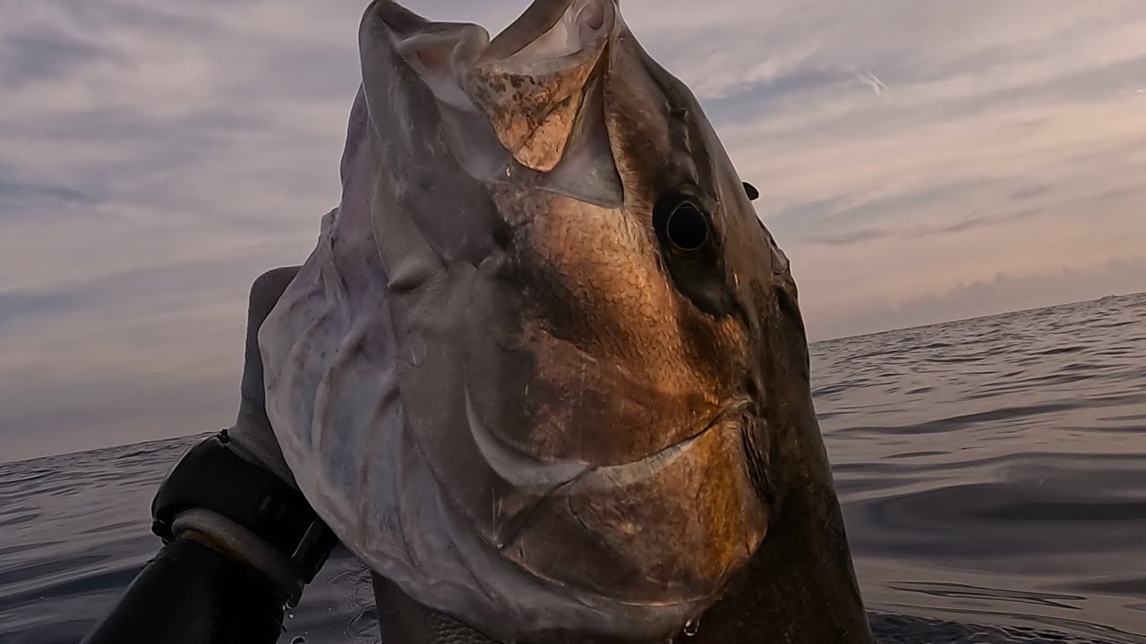 Chasse sous marine mai/juin 2023 Sériole 14kg