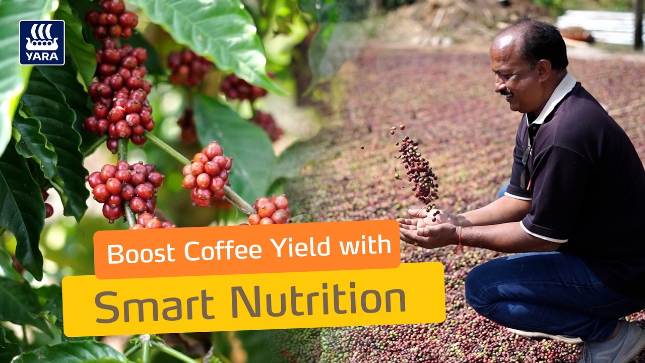 Healthy Soil + Balanced Nutrition= Better Coffee Quality and Yield