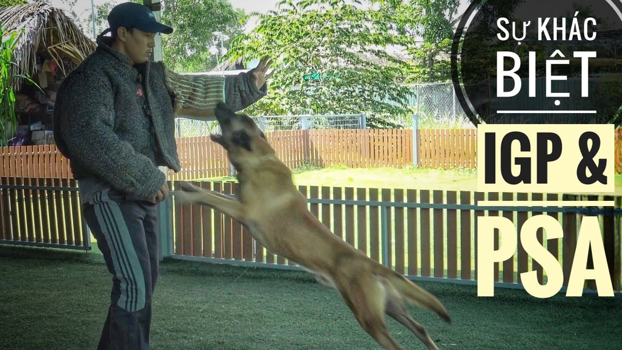 Anh Em Thích Huấn Luyện Chó theo Trường Phái nào: PSA hay IGP ???