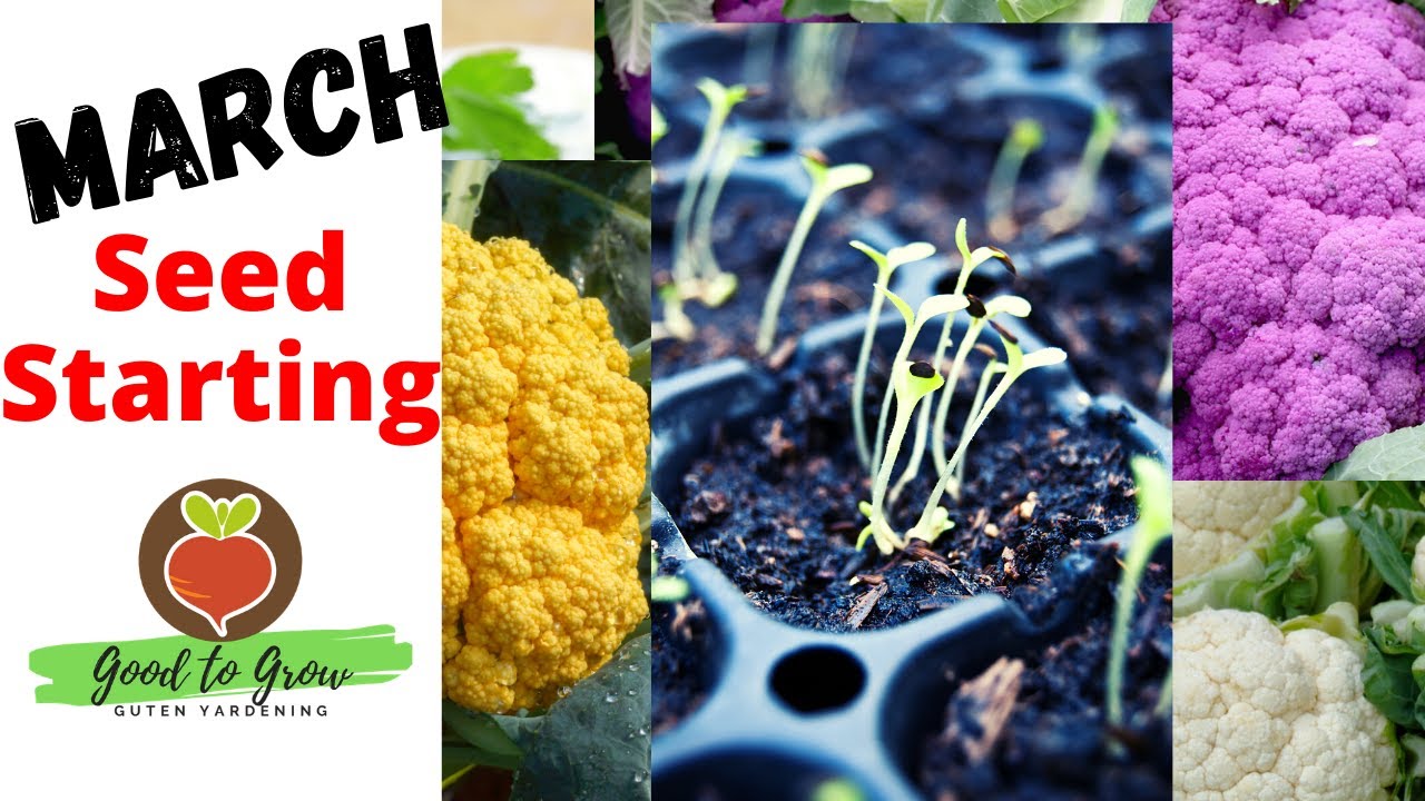 Vegetables to Plant in March | Zone 5 Seed Starting Indoors Gardening 101 | Zone 5 Gardening