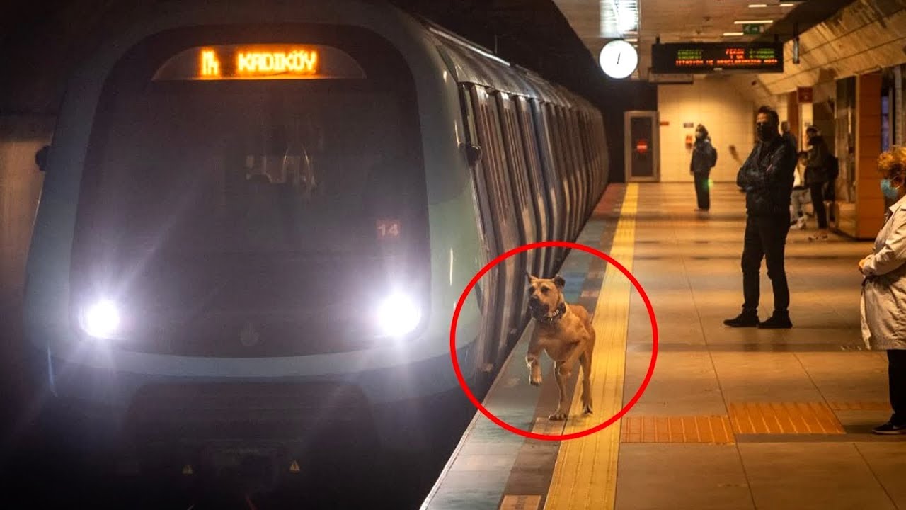 Собака ездит в метро каждый день, затем за ней едет человек и понимает причину