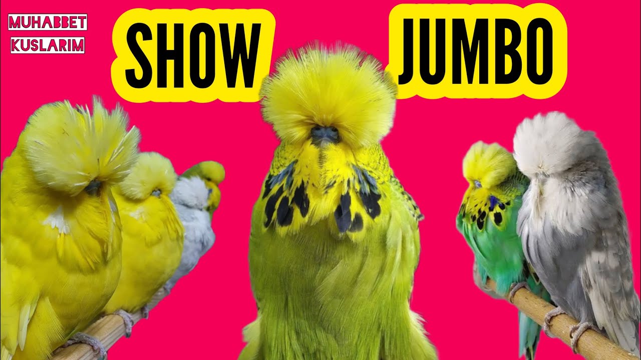 SHOW JUMBO MUHABBET KUŞU &Ouml;ZELLİKLERİ #muhabbetkuşu #showjumbo #jumbo #budgie #parrot