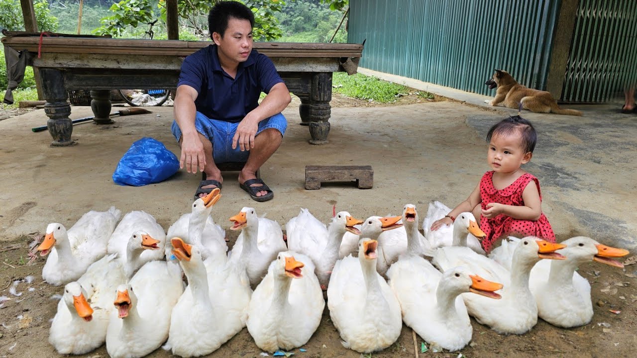 Harvesting ducks goes to village market sell and Buy ducklings and chicks to raise/Xuan Truong