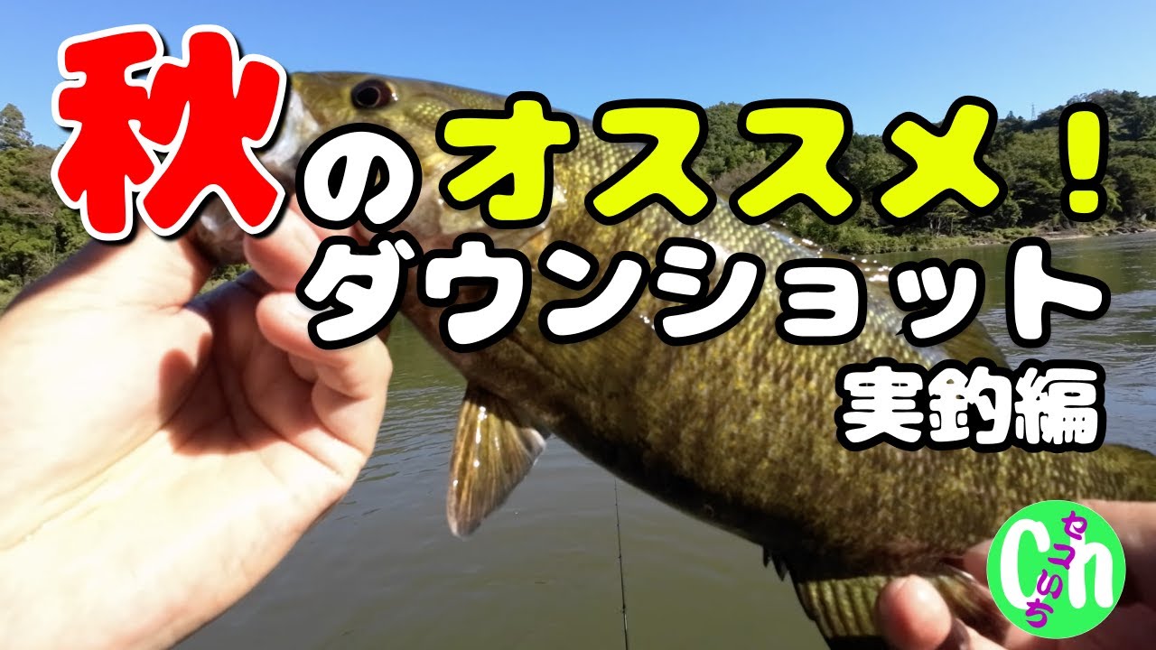 【実釣】秋はこのワームだけで十分です‼️【ダウンショット】【10月】【11月】【川バス】【Black bass】