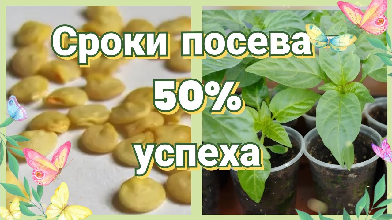 Когда сеять перец на рассаду