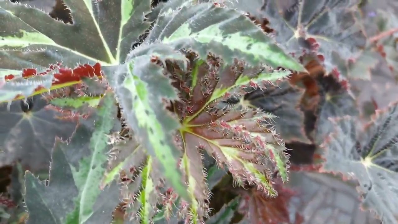 Quem lembra do cantinho das begonias ,olha só como cresceram .