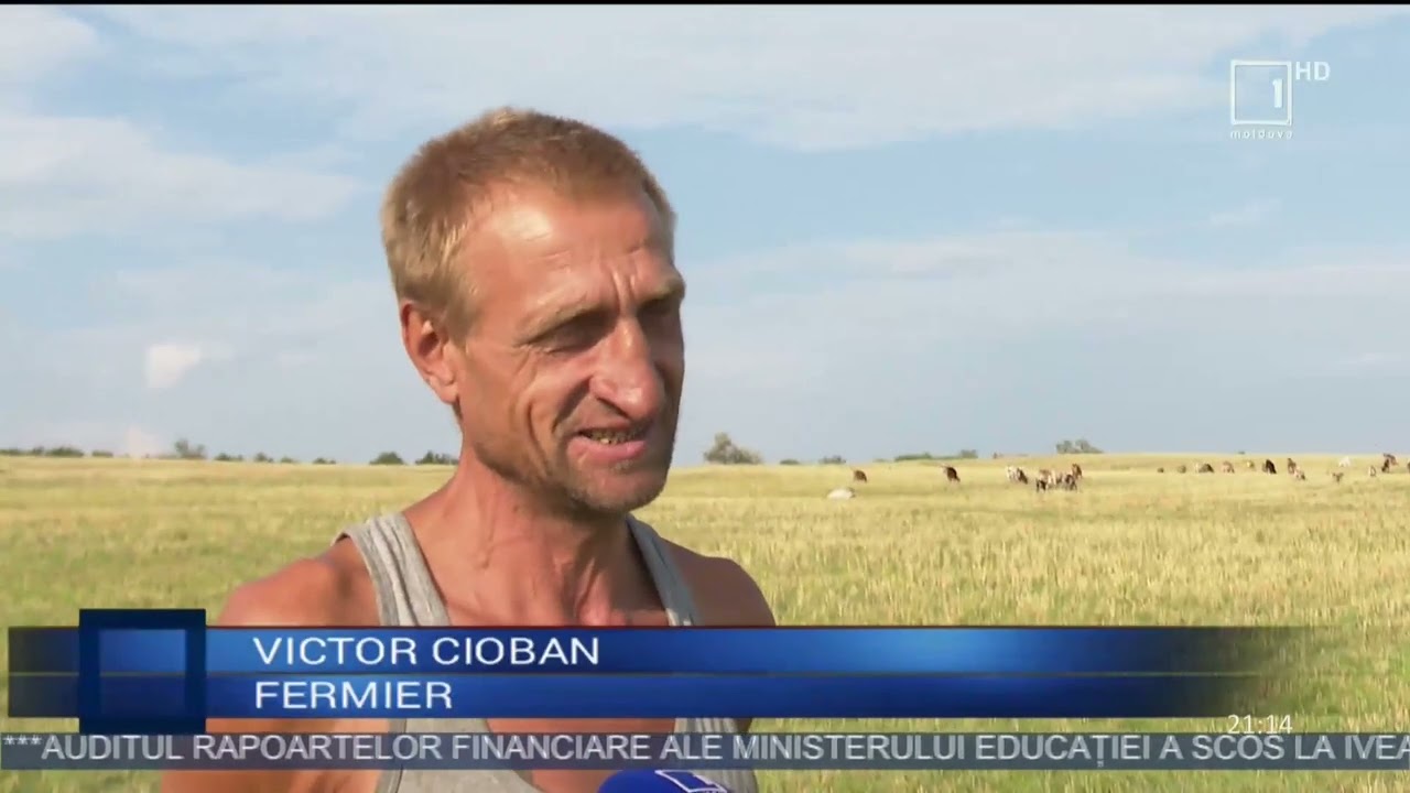 Seceta ameninţă sectorul zootehnic din Republica Moldova: Fermierii nu au cu ce hrăni animalele