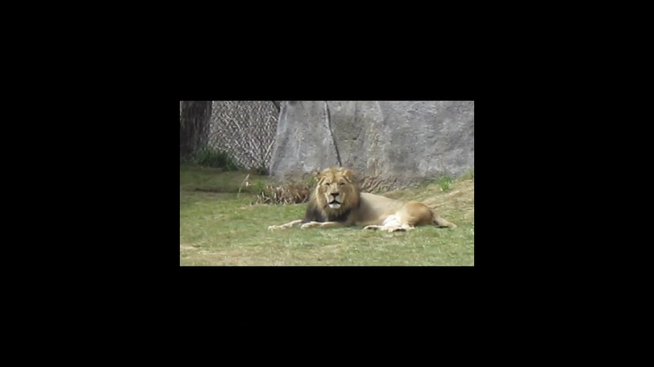 Lion - Mammals - Animals for Kids