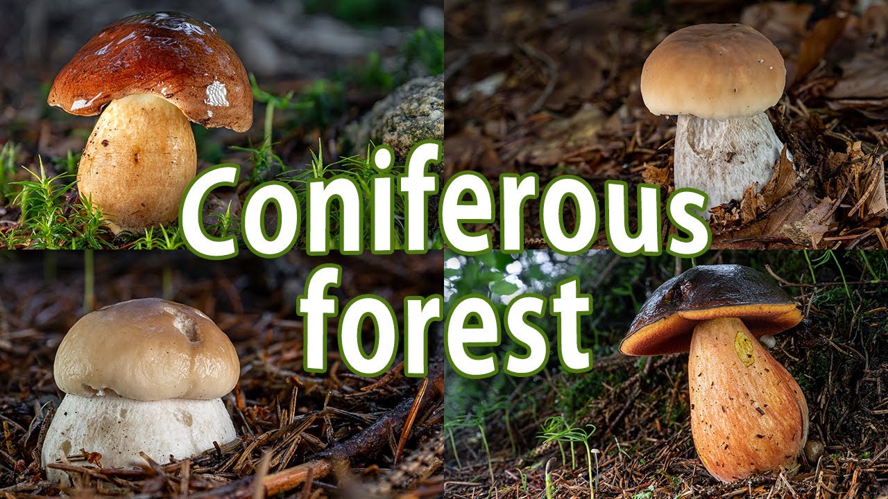 Mushroom Foraging - July 18th 2021