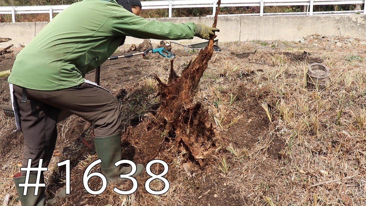 斜面の際に杉の切り株がぼろぼろになって隠れてた！竹株と一緒に掘り起こします