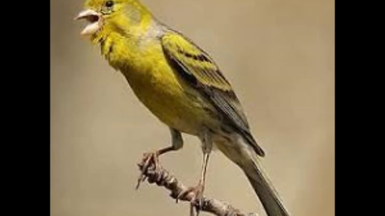 Canto de canários salsa para esquentar e encartar filhotes e adultos - Canaril do Alemão