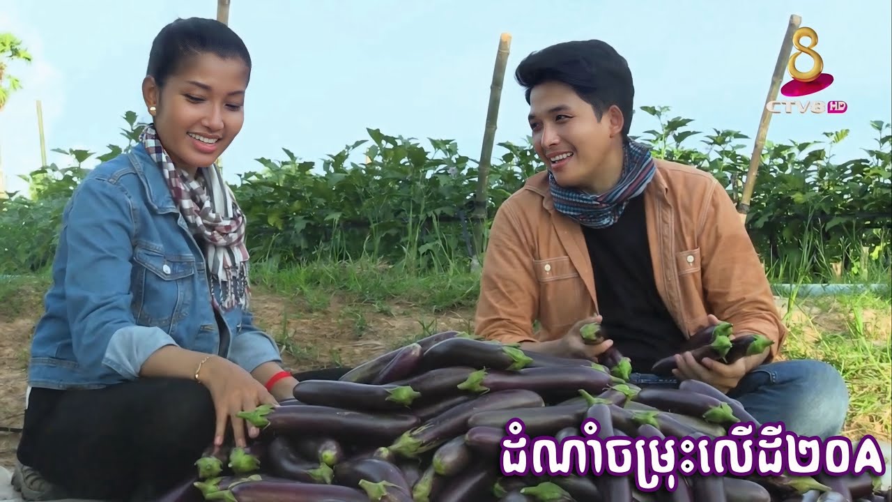 បច្ចេកទេសដាំត្រសក់ ប៉េងប៉ោះ ត្រប់និងននោង ដែលអាចប្រមូលផលបាន៤តោនលើដី២០A