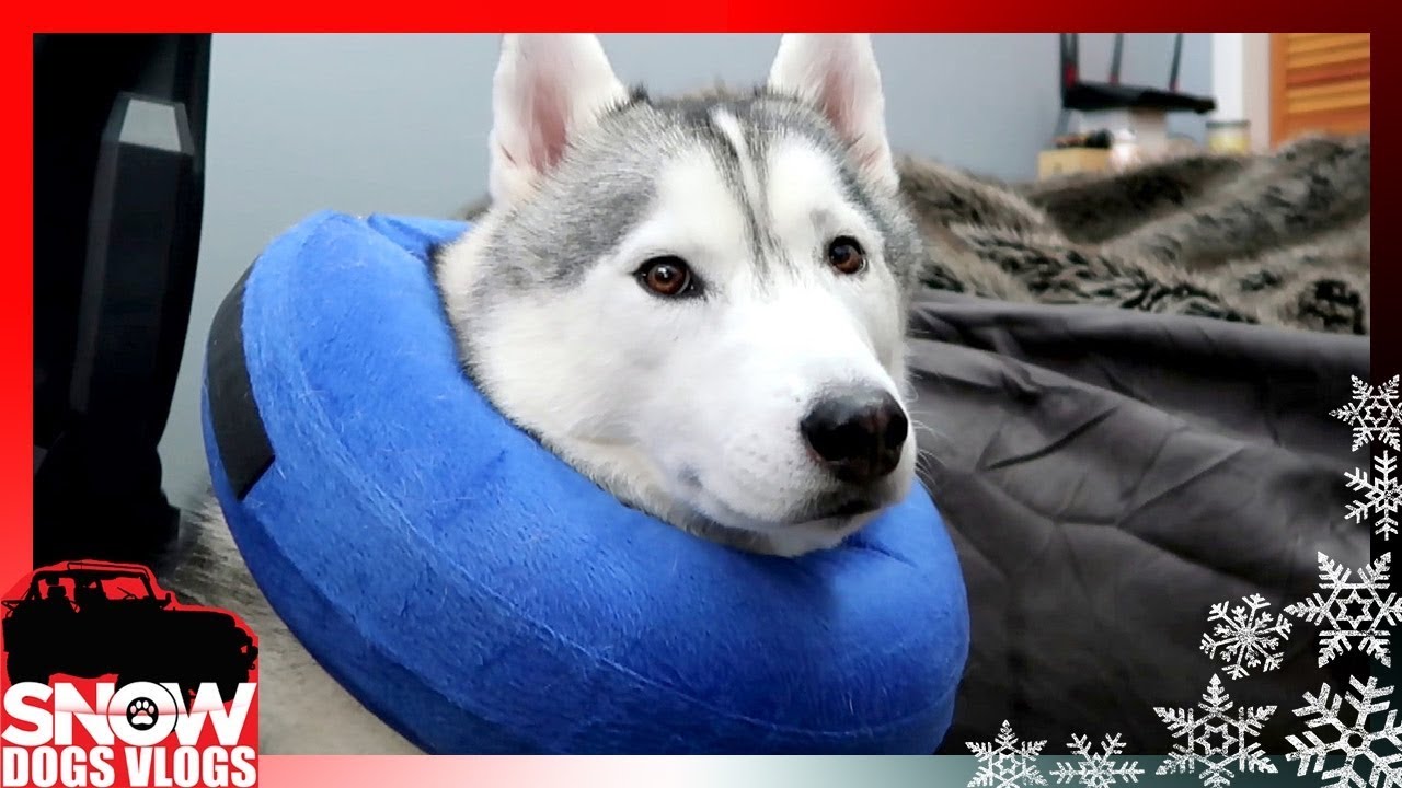 MEMPHIS GETS STITCHES and CLEAN TEETH