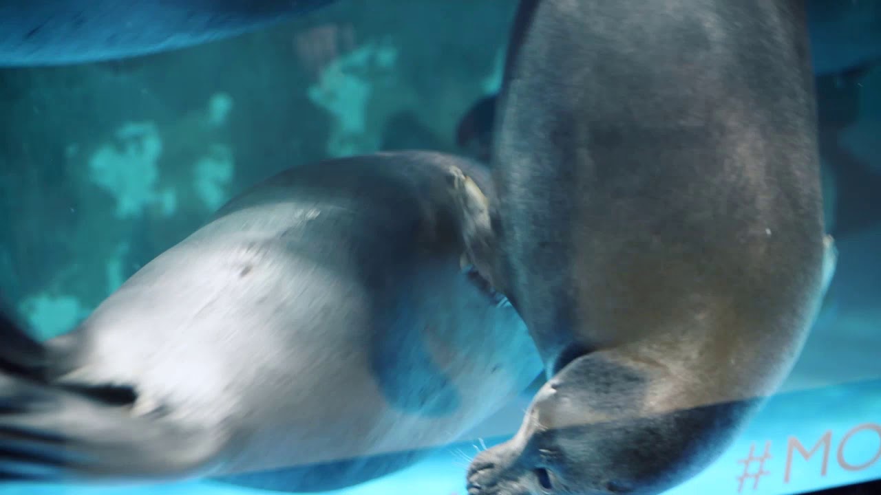Video 1Behavior of baikal seals1