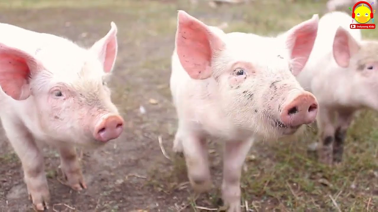 เพลงหมูตัวจริง หมูอู๊ดอู๊ดตัวเป็นๆ