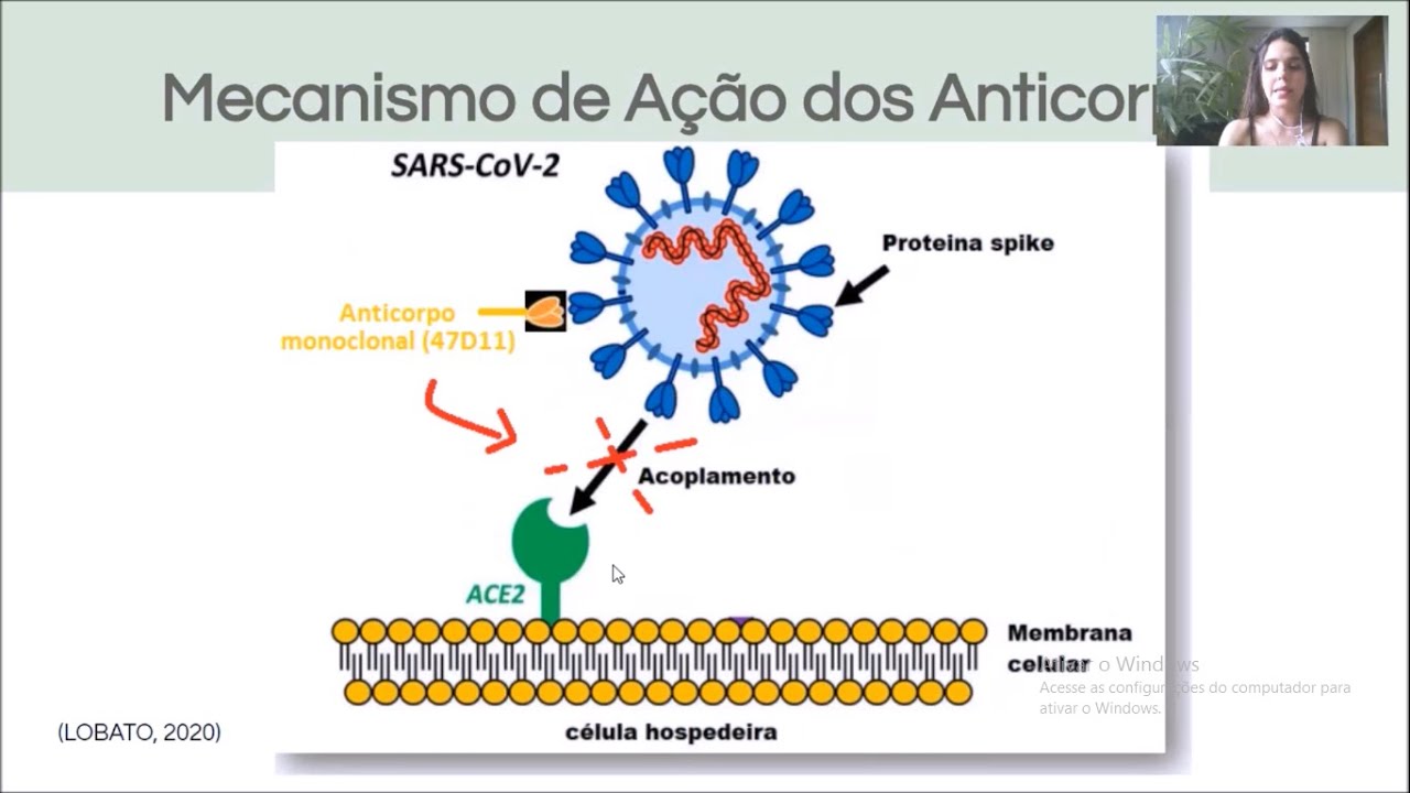 Hesperidina e anticorpos