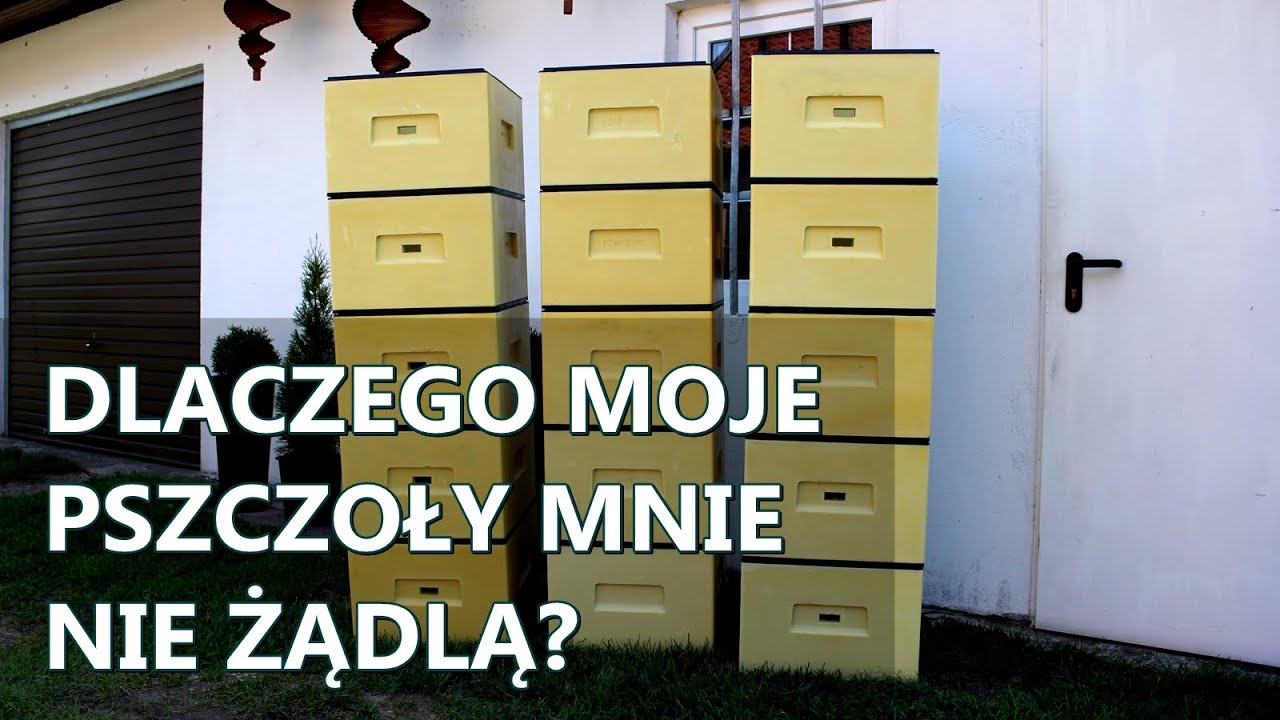 #42 Dlaczego moje pszczoły mnie nie żądlą?