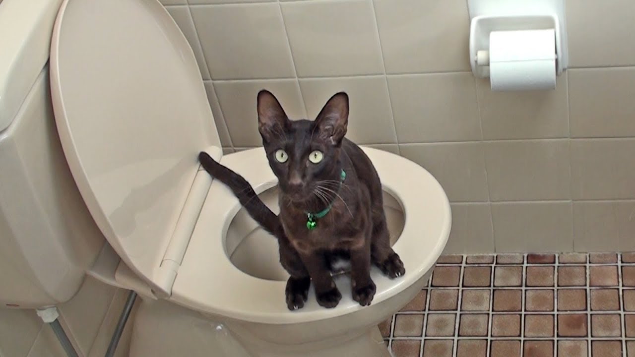 Litter Kwitter Vidéo de Démonstration