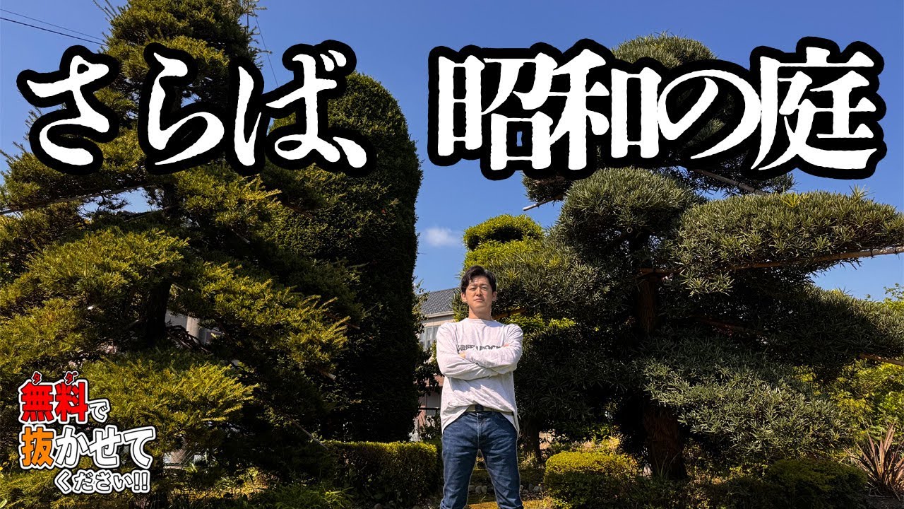 【松と槙の根】50年物の松とマキを抜いたらどうなる【タダ抜き】【Japanese Pine】
