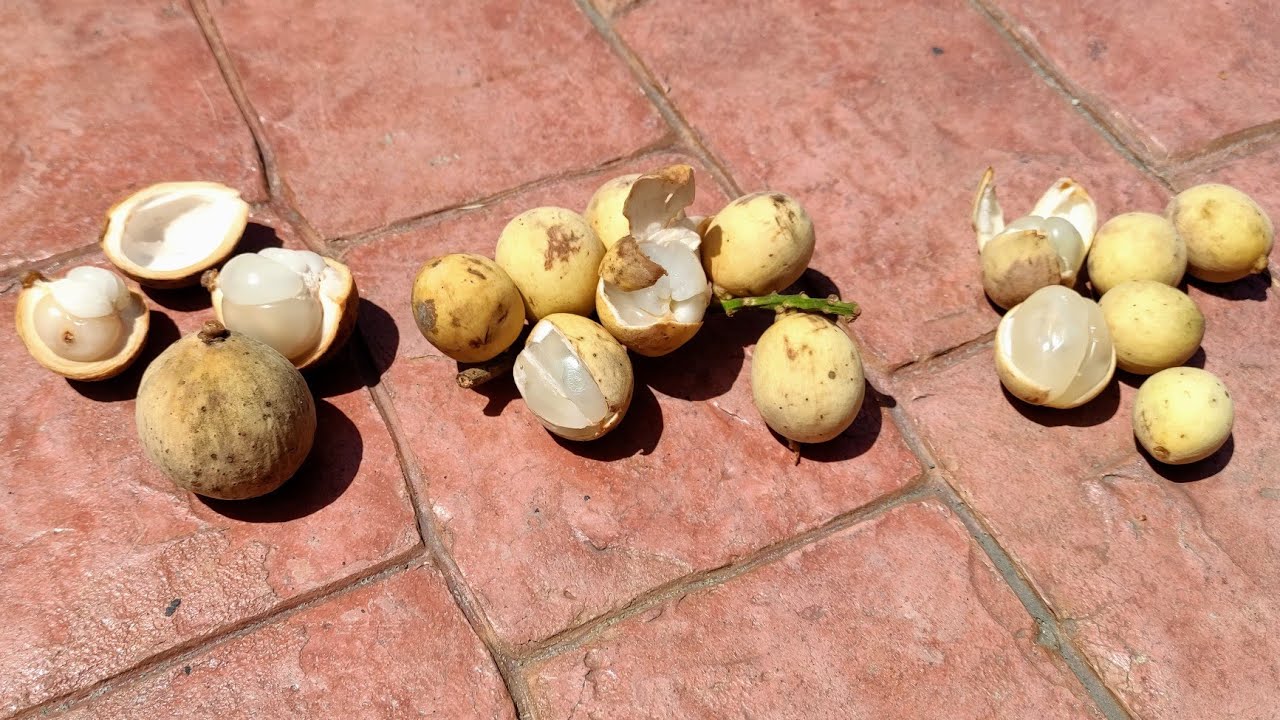 Duku, Langsat and Longkong (Lansium domesticum)? - someone got the varieties wrong
