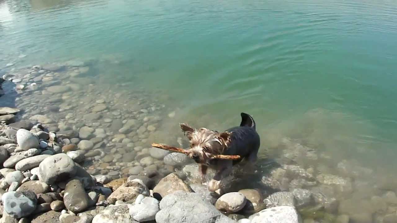 Kevin the yorkie - swimming dog